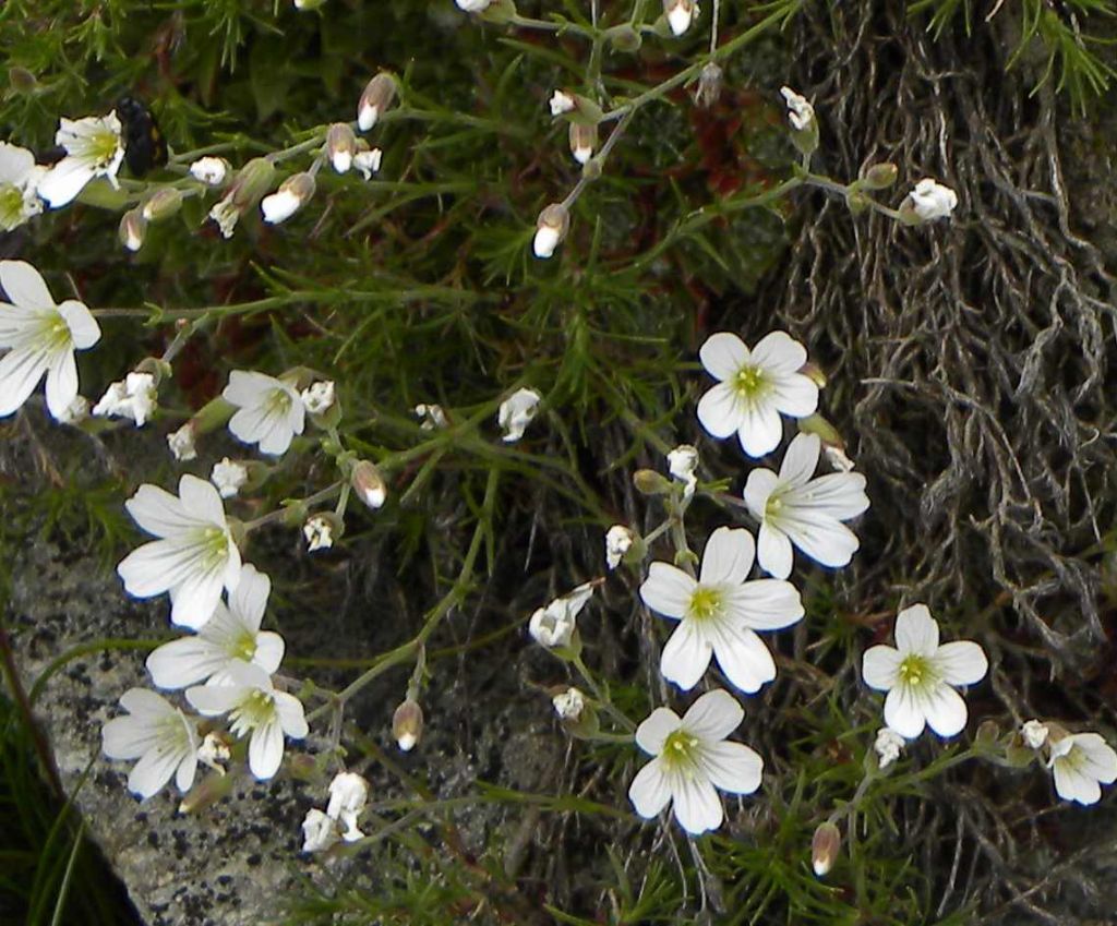 Minuartia capillacea? No, cfr. Cherleria laricifolia, da confermare